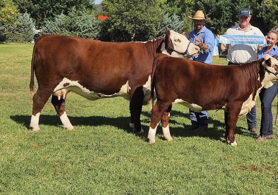 Llandillo Aster S056, top price Dubbo 2024