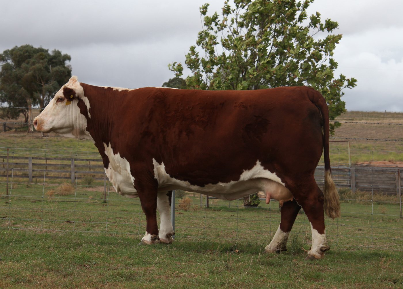 Llandillo B40, foundation Corrisande cow