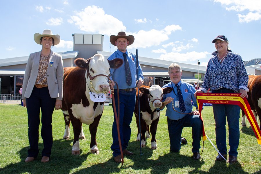 Llandillo Vanessa P130 — Reserve Senior Champion Female, Sydney Royal Easter Show 2021