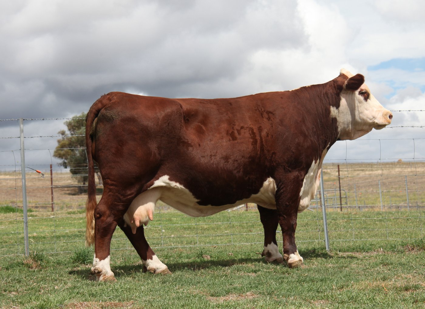 Llandillo Silky D282 — foundation cow of the Silky family