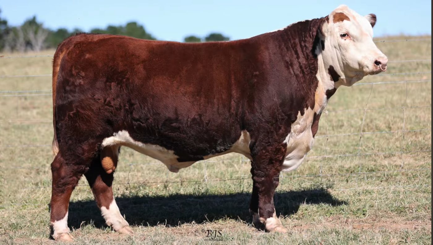 Talumbi Thumper T16